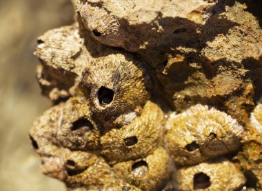 Tetraclita squamosa, bu midye. Balanus (Balanomorpha), Kabukgiller (Balanidae) familyasından bir midye cinsidir..