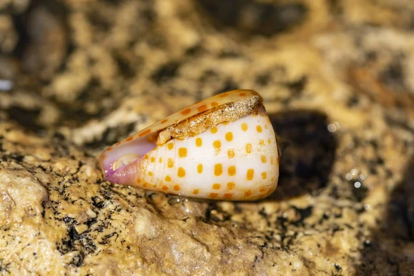 Conus Tessulatus Est Une Espèce Escargot Mer Mollusque Gastéropode Marin — Photo