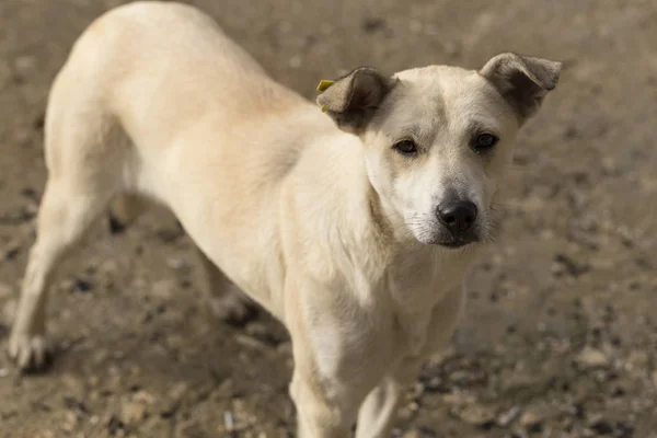 Λευκή Σκύλα Μελετά Προσεκτικά Τους Πιθανούς Ψωμιάρηδες Πεινασμένη Ζωή Ενός — Φωτογραφία Αρχείου