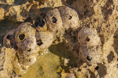 Tetraclita squamosa, bu midye. Balanus (Balanomorpha), Kabukgiller (Balanidae) familyasından bir midye cinsidir..
