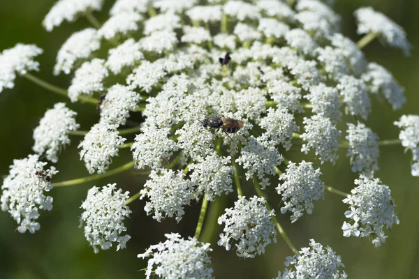 Daucus Carota Wilde Wortel Vogelnest Bisschop Kant Queen Anne Lace — Stockfoto