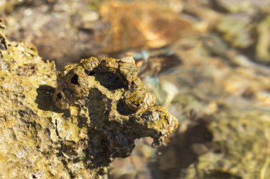 Tetraclita squamosa, bu midye. Balanus (Balanomorpha), Kabukgiller (Balanidae) familyasından bir midye cinsidir..