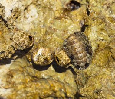 Tetraclita squamosa, bu midye. Balanus (Balanomorpha), Kabukgiller (Balanidae) familyasından bir midye cinsidir. Acanthopleura granulata, Batı Hindistan tüylü chiton, tropikal chiton türleri.
