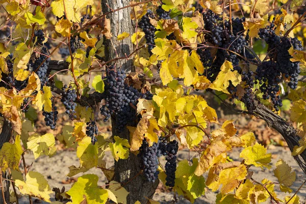 Vigne Avec Raisins Mûrs Avant Récolte Vignobles Automne Avec Feuillage — Photo