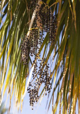 Washingtonia Robusta, Meksikalı hayran palmiyesi. Yıllık tropikal bitkilerle dolu manzara.