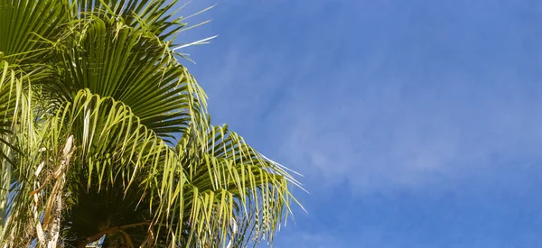 Washingtonia Robusta Palmier Éventail Mexicain Paysage Avec Plantes Tropicales Annuelles — Photo