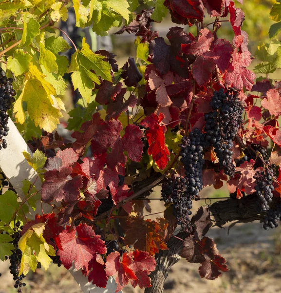 Viña Con Uvas Maduras Antes Vendimia Viñedos Otoño Con Follaje — Foto de Stock