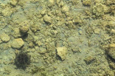 Kızıl Deniz 'in yakınındaki çamur kumsalında. Cassiopea andromeda (ters dönmüş denizanası). Deniz tabanının sakinleri..