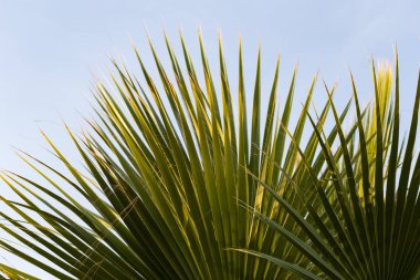 Washingtonia filifera, ayrıca çöl fanı palmiyesi, California fan palmiyesi ve iç eteği palmiyesi olarak da bilinir. Tropik bir bitkinin yeşil pervane biçimli yaprağı.