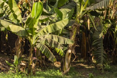 Musa acuminata, Güneydoğu Asya 'da yetişen bir muz türüdür. Yetiştirme mevsiminde bitkiler, yapraklar, çiçekler, meyveler.