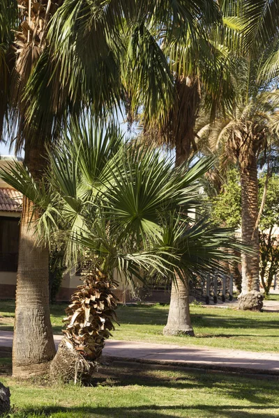 Washingtonia Robusta Mexicaanse Waaierpalm Landschap Met Jaarlijkse Tropische Planten — Stockfoto