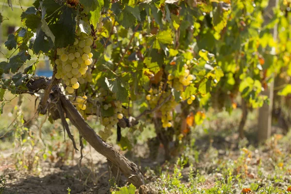 Wijnstok Met Rijpe Druiven Voor Oogst Wijngaarden Herfst Met Rood — Stockfoto