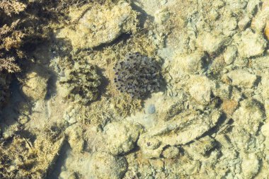 Kızıl Deniz 'in yakınındaki çamur kumsalında. Cassiopea andromeda (ters dönmüş denizanası). Deniz tabanının sakinleri..