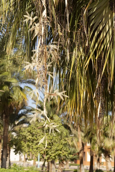 Washingtonia Robusta Palmeira Mexicana Paisagem Com Plantas Tropicais Anuais — Fotografia de Stock