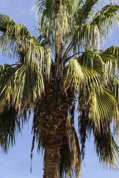 Washingtonia Robusta Мексиканская Веерная Пальма Пейзаж Ежегодными Тропическими Растениями — стоковое фото