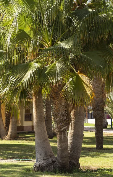 Washingtonia Robusta Мексиканская Веерная Пальма Пейзаж Ежегодными Тропическими Растениями — стоковое фото