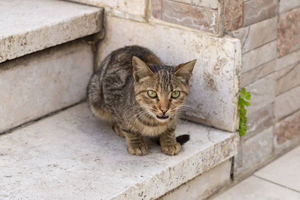 Genç Yırtıcı Çizgili Kedi Hayvan Çevreyi Keşfediyor Fuzzy Şehirde — Stok fotoğraf