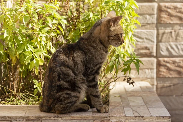 Jovem Predador Gato Listrado Animal Está Explorando Meio Ambiente Fuzzy — Fotografia de Stock