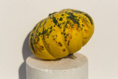 Dekoratif Balkabağı Karışık Tohumlar GON GDO 'suz beyaz arka planda. Cadılar Bayramı.