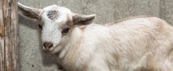 Kid Background Concrete Wall Newborn Goat Gets Acquainted World Breeding — Stock Photo, Image