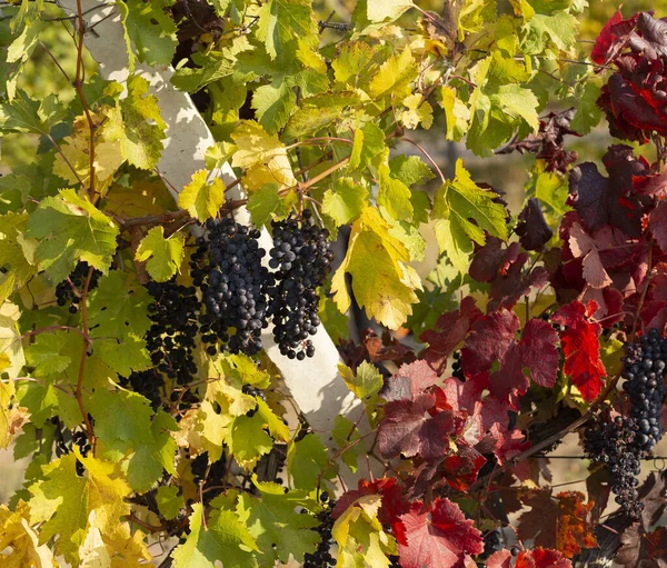 Wijnstok Met Rijpe Druiven Voor Oogst Wijngaarden Herfst Met Rood — Stockfoto