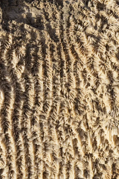 Corais Fósseis Mar Vermelho Criaturas Antigas Transformadas Pedra — Fotografia de Stock