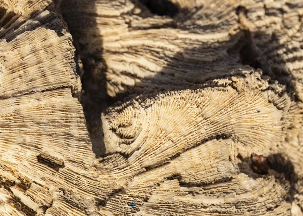 Corais Fósseis Mar Vermelho Criaturas Antigas Transformadas Pedra — Fotografia de Stock