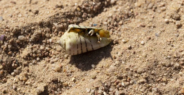 Einsiedlerkrebse Dekapieren Krebstiere Der Überfamilie Paguroidea Die Krabbe Versteckt Sich — Stockfoto