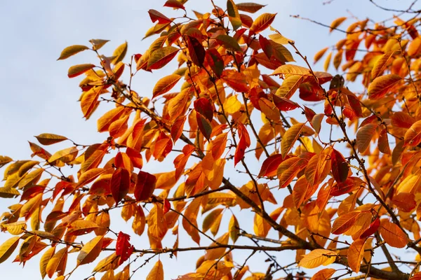 Вишня Покрасневшими Листьями Осень Осенний Пейзаж Деревьями Полными Красочных Падающих — стоковое фото