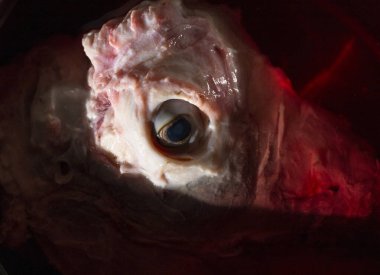 Suda koyun eti. Derisi olmayan hayvanın başı. Katledilmiş bir hayvanın gözü. Et yemenin bedeli.