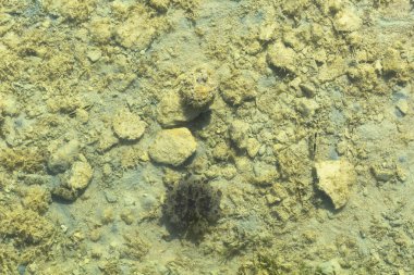 Beyaz benekli kirpi balığı (Arothron hispidus) kızıl denizin dibindeki bir taşın altında saklanıyor. Cassiopea andromeda (Ters dönmüş denizanası).