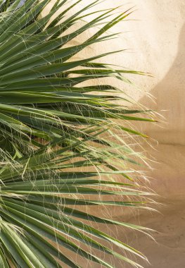 Washingtonia filifera, ayrıca çöl fanı palmiyesi, California fan palmiyesi ve iç eteği palmiyesi olarak da bilinir. Tropik bir bitkinin yeşil pervane biçimli yaprağı.