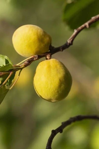 Frutos Damasco Amadureceram Árvore Damasco Maduro Ficou Laranja — Fotografia de Stock