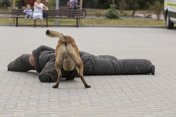 Pies Policyjny Jego Opiekun Podczas Demonstracji Pracującego Psa Pies Malinois — Zdjęcie stockowe