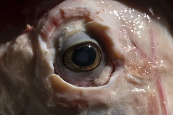 Sheep meat in water. The head of the animal without the skin. The eye of a slaughtered animal. Price for meat-eating.