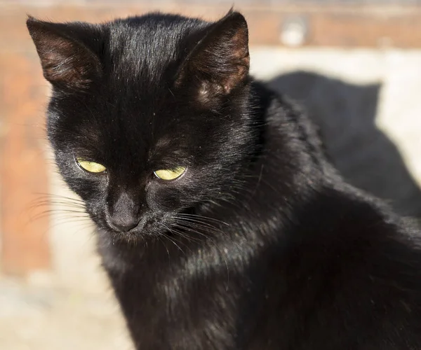 Μαύρη Γάτα Shorthair Νεαρό Αρπακτικό Ζώο Προστατεύει Έδαφός Του — Φωτογραφία Αρχείου