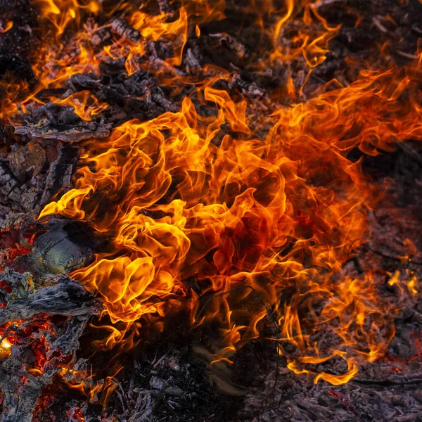 Fuoco Infuocato Grande Falò Shrovetide Brucia Rami Albero Gente Guarda — Foto Stock