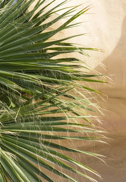 Washingtonia filifera, also known as desert fan palm, California fan palm and petticoat palm. Green fan-shaped leaf of a tropical plant.