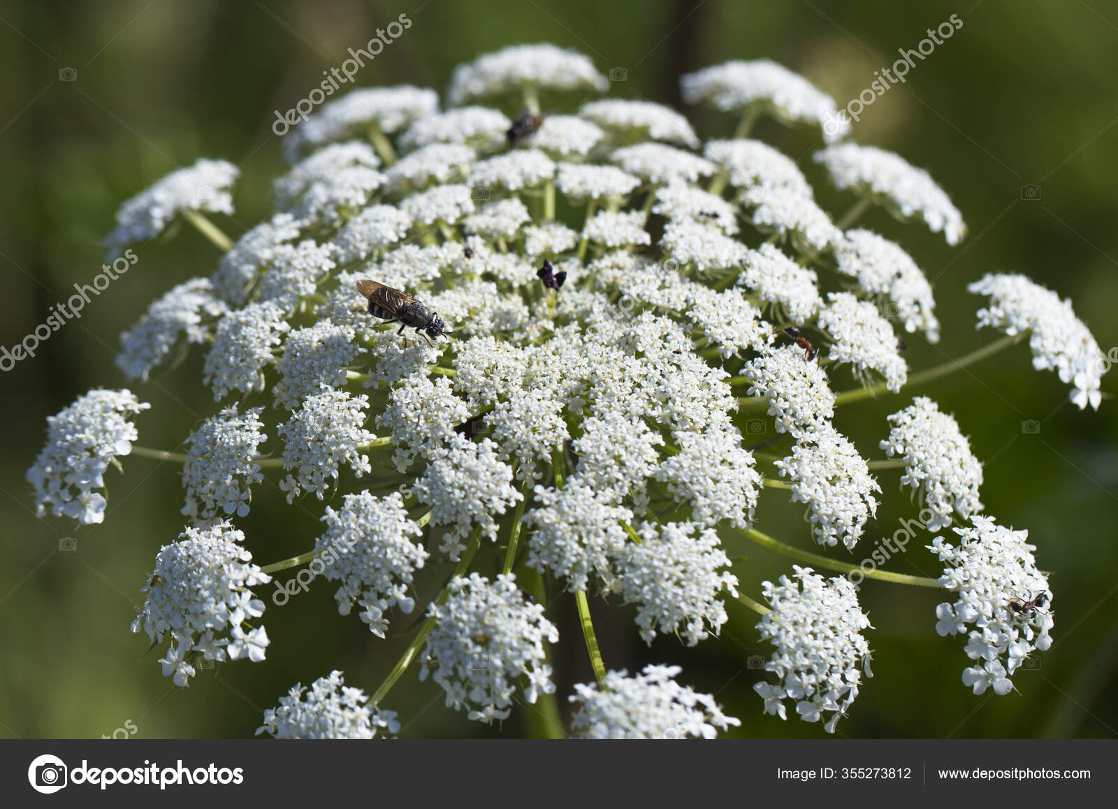 queen anne's lace daucus carota