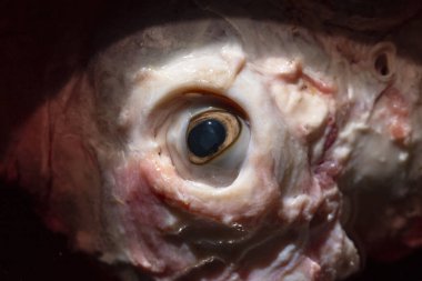 Suda koyun eti. Derisi olmayan hayvanın başı. Katledilmiş bir hayvanın gözü. Et yemenin bedeli.