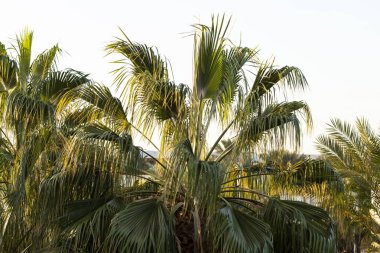 Washingtonia Robusta, Meksikalı hayran palmiyesi. Yıllık tropikal bitkilerle dolu manzara.