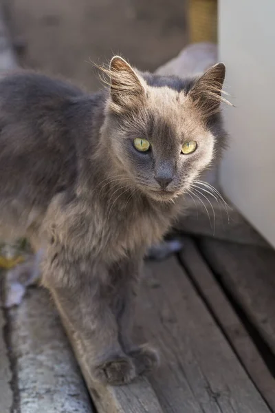 Gato Cinzento Prateado Velho Predador Maltratado Animal Protege Seu Território — Fotografia de Stock