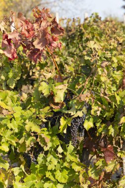 Hasattan önce olgun üzümle sarmaşık. Sonbaharda kırmızı, sarı ve yeşil yapraklı üzüm bağları. Şarap üretimi. Moldova 'da şarap üretim teknolojisi. Ekoloji.. 