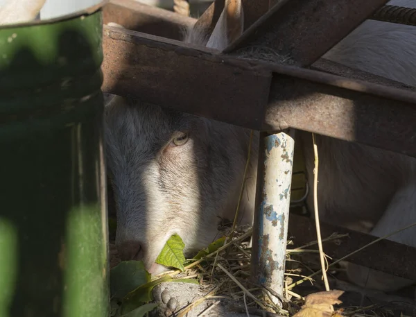 Goat breeding. The animal eats leaves. A young male Goat in a cattle pen. The farming of livestock.