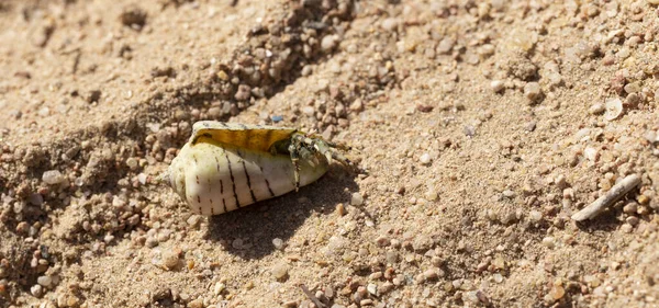 Einsiedlerkrebse Dekapieren Krebstiere Der Überfamilie Paguroidea Die Krabbe Versteckt Sich — Stockfoto