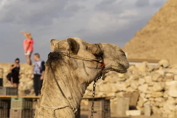 Dromedary from the Eastern Desert. Arabian camel (Camelus dromedarius). The pack animal is resting