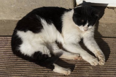 Yaşlı, hırpalanmış bir yırtıcı. Görüldü, siyah beyaz kedi. Hayvan kendi bölgesini korur..