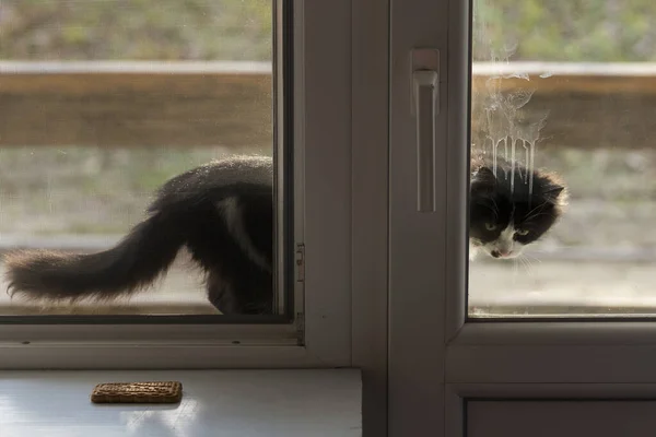 外面街上有只毛茸茸的猫 透过玻璃和网眼看动物 企图闯入公寓的人 — 图库照片