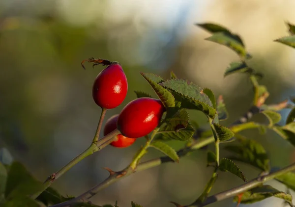 Red Fruit Wild Rose Dog Roses Canina Section Genus Rosa — Stock Photo, Image