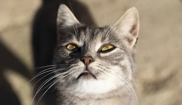 Young Predator Striped Cat Animal Exploring Environment Fuzzy Town — Stockfoto